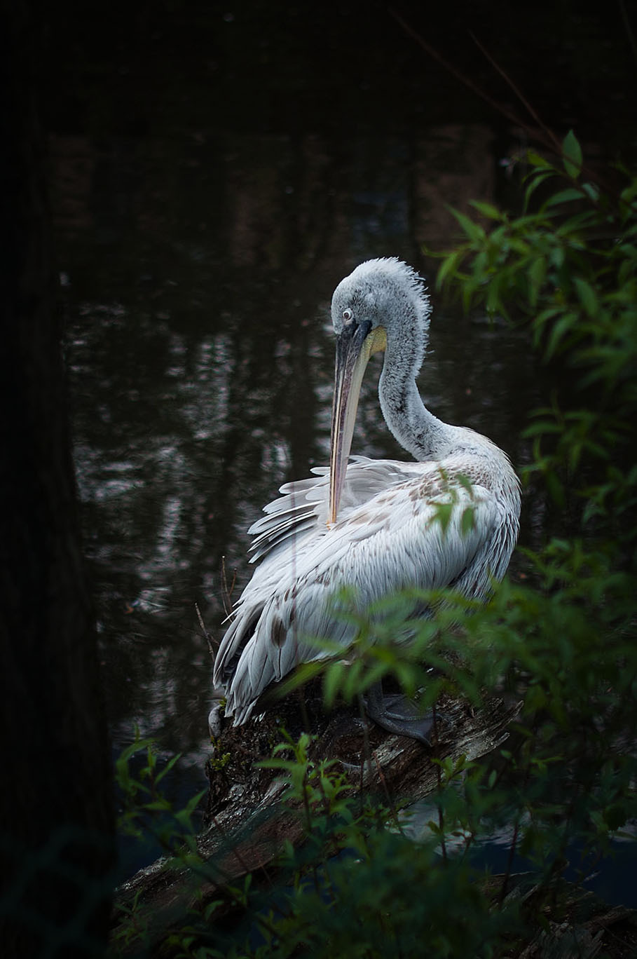 МОСКОВСКИЙ ЗООПАРК. Фотограф в Королеве Людмила Потапова