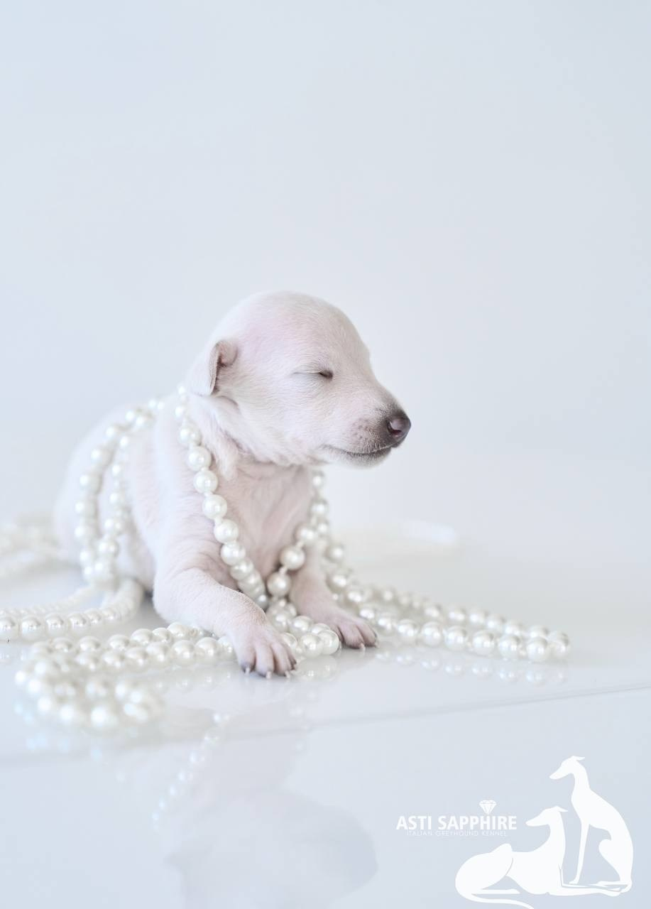 Крем. Профессиональный питомник левреток РКФ/FCI ASTI SAPPHIRE 💎 Сочи|Санкт-Петербург