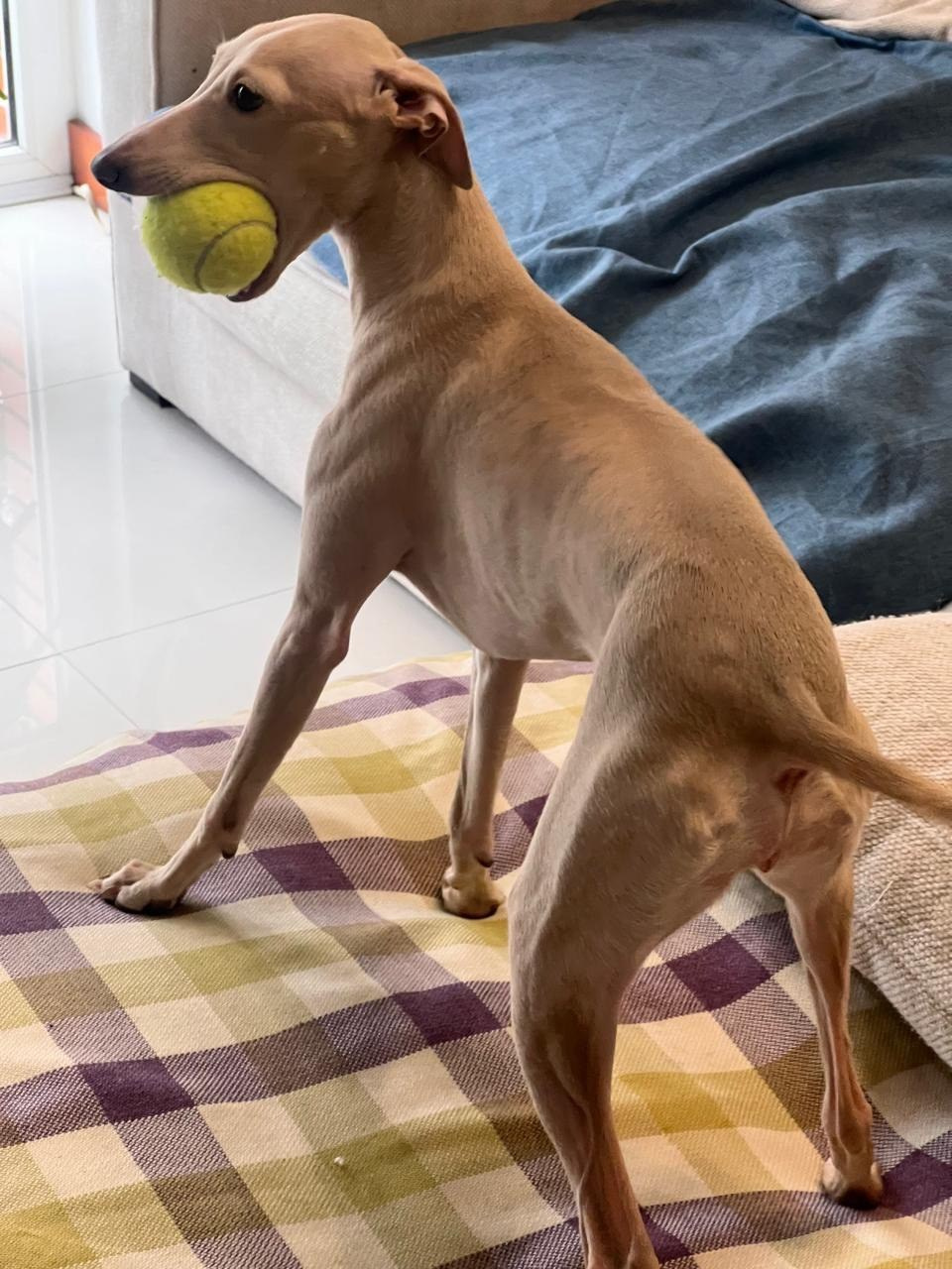 Jeremy & Jupiter. Профессиональный питомник левреток РКФ/FCI ASTI SAPPHIRE 💎 Сочи|Санкт-Петербург