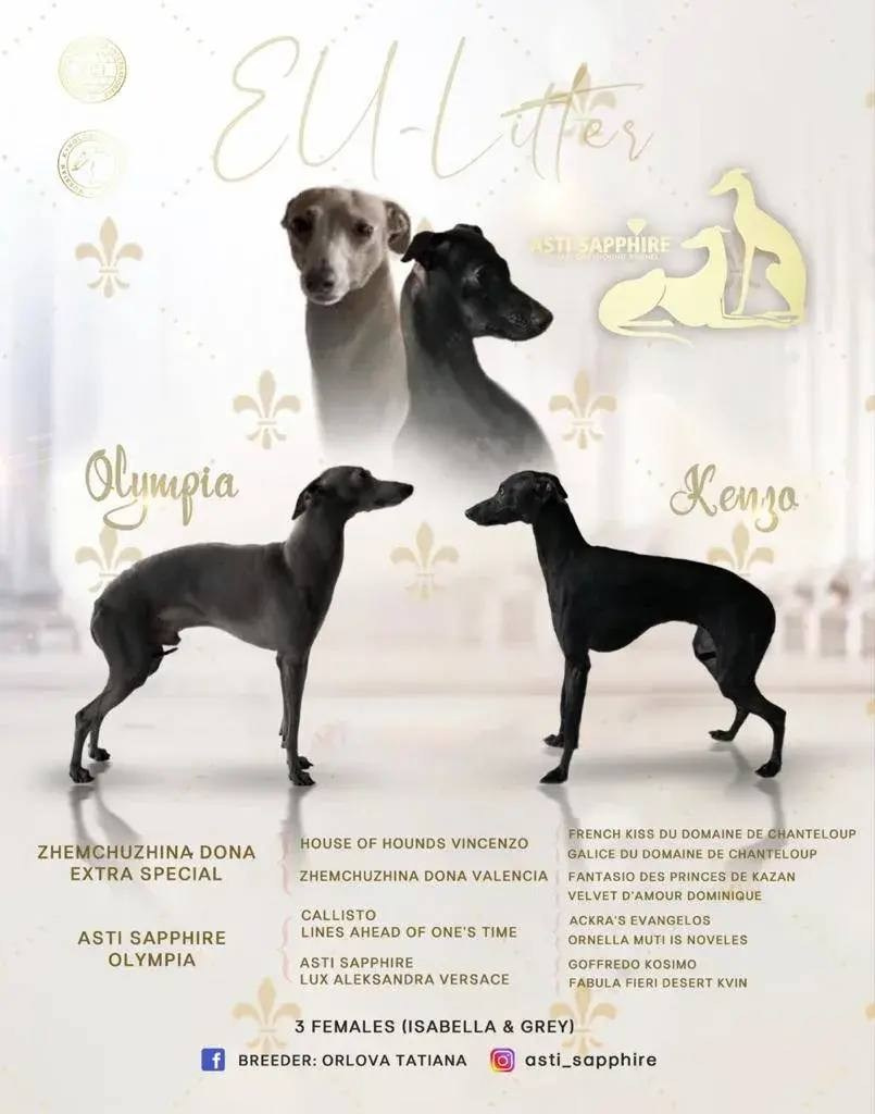 Asti Sapphire Eveline Fler-De-Lys. Профессиональный питомник левреток РКФ/FCI ASTI SAPPHIRE 💎 Сочи|Санкт-Петербург