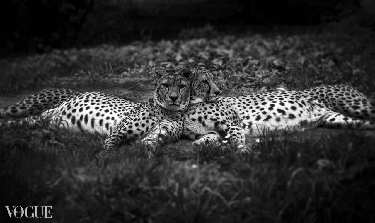 Canon EOS d400 + Гелиос 44-2