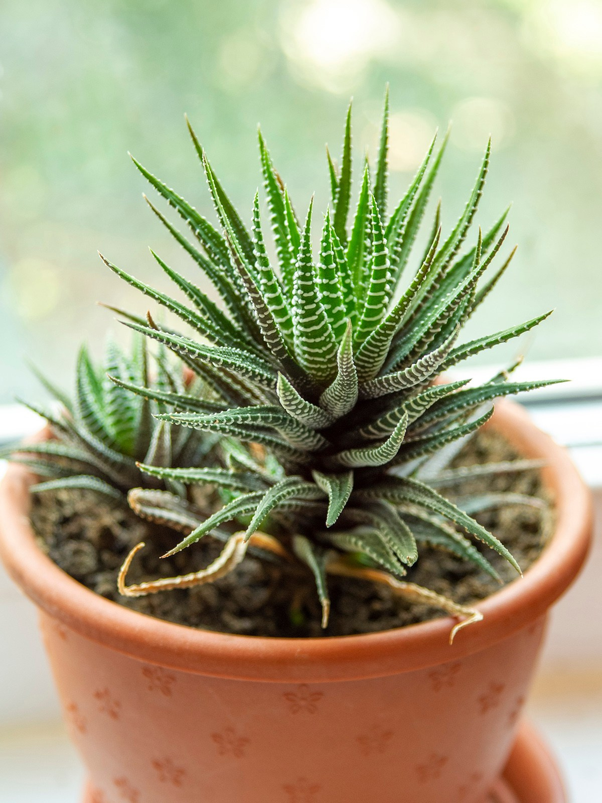 Предметные фото. Монохромный фотограф