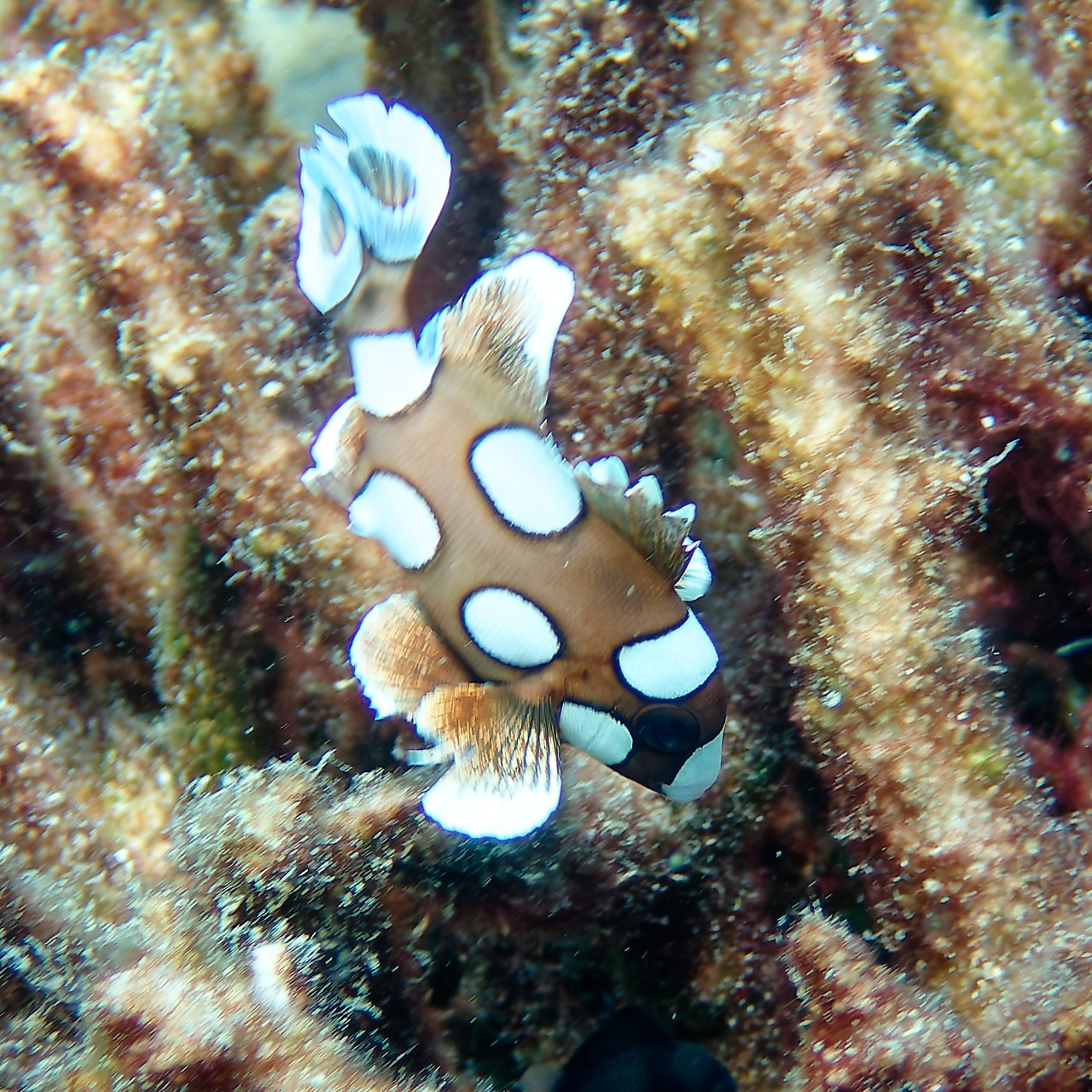 Мне посмотреть. Рыбов показываю