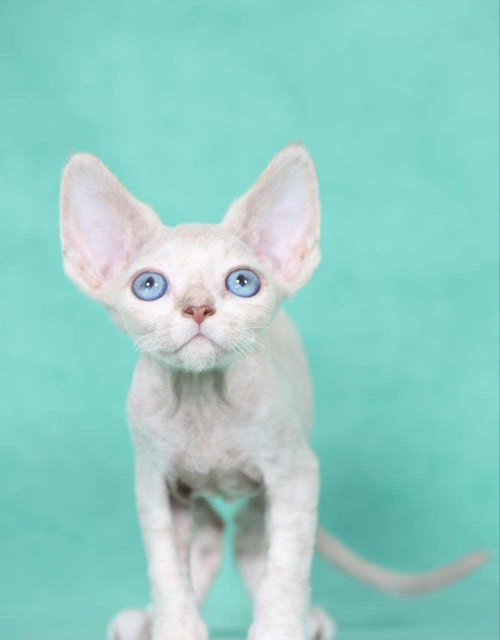 DRX, а 21 32 котик Nevskiy Favorite Qu'Appelle 🧿 д/р 06.04.26. Nevskiy Favorite — питомник девон-рексов в Санкт-Петербурге. Здоровые, ласковые и редкие котята