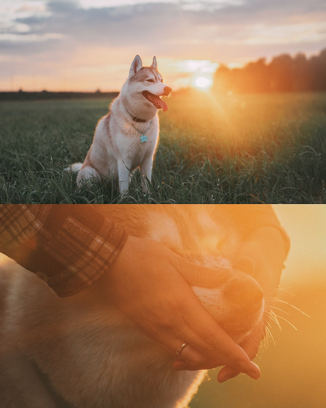 Мария и Джесси. Фотограф анималист в Москве и Санкт-Петербурге Свиридова Анна