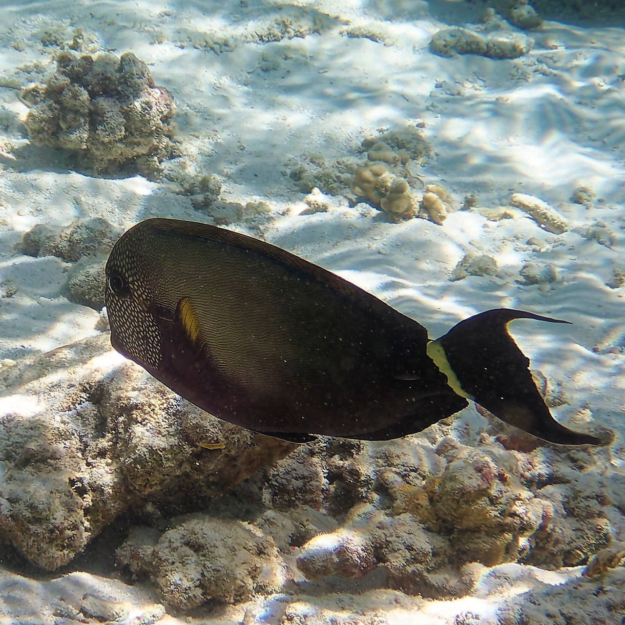 Мне посмотреть. Рыбов показываю