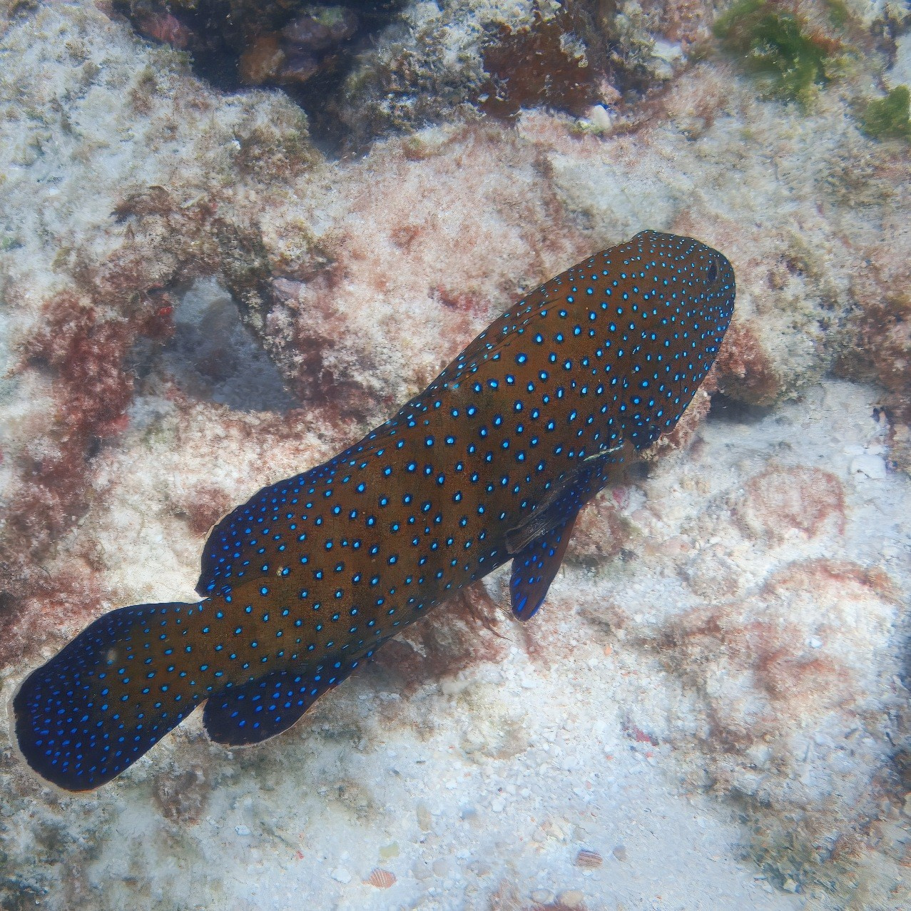 Мне посмотреть. Рыбов показываю