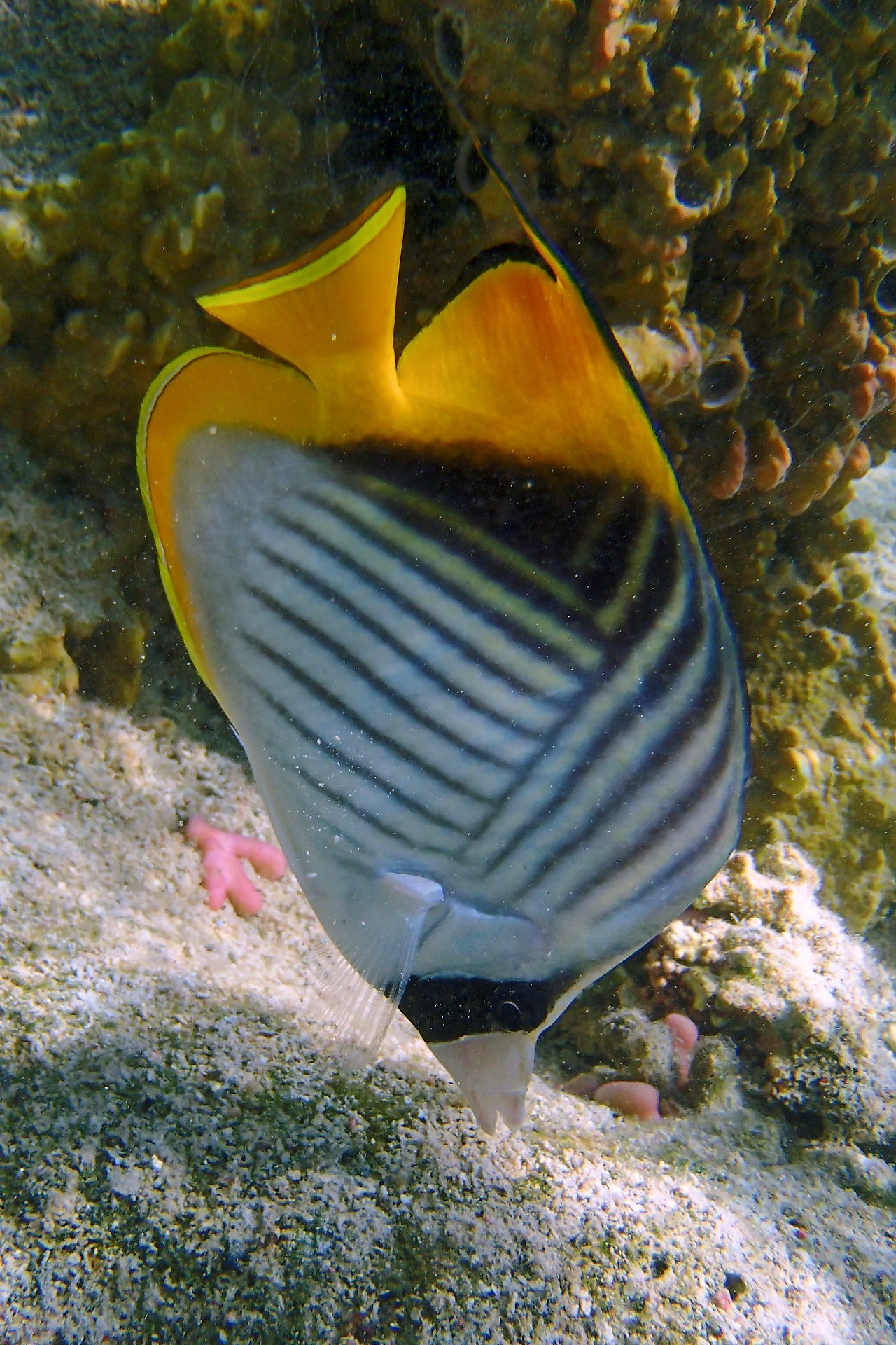 Мне посмотреть. Рыбов показываю
