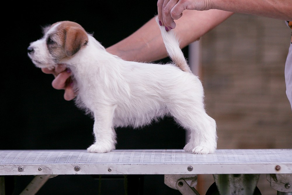 CANE MAESTRO RENDEZVOUS. CANE MAESTRO — kennel Jack Russell Terrier