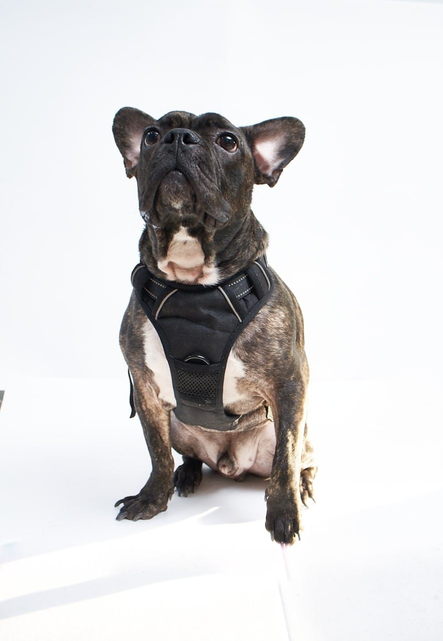 Фотосессия для сайта Ветеринарной клиники. Персональный и коммерческий фотограф в Тюмени Полина Лапардина