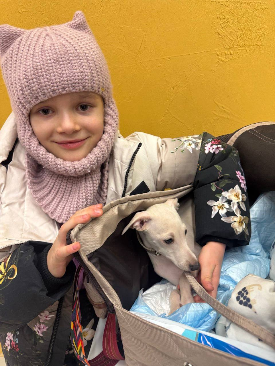 Итоги января. Профессиональный питомник левреток РКФ/FCI ASTI SAPPHIRE 💎 Сочи|Санкт-Петербург