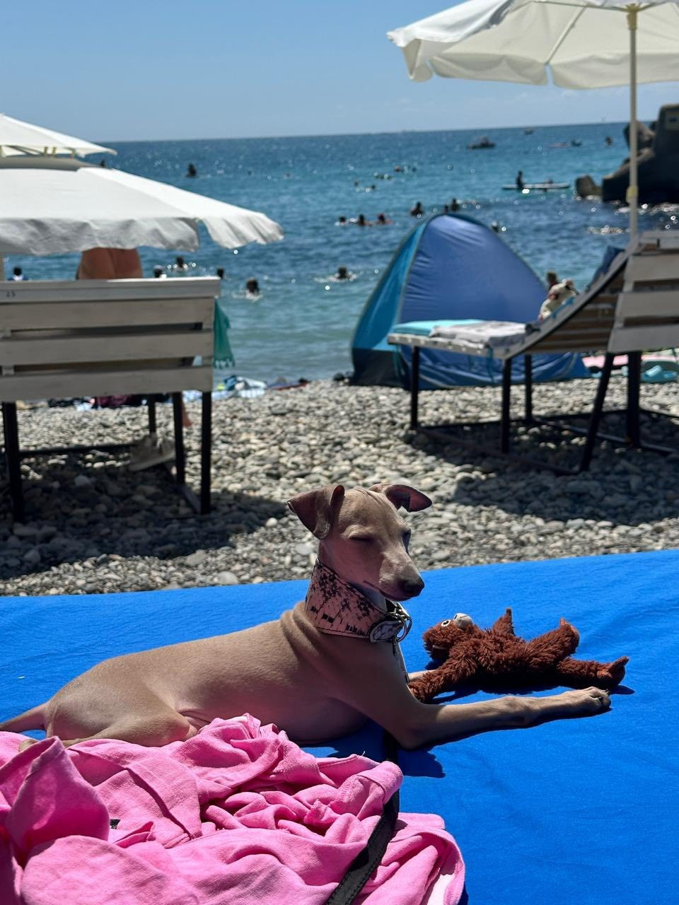 Профессиональный питомник левреток РКФ/FCI ASTI SAPPHIRE 💎 Сочи|Санкт-Петербург