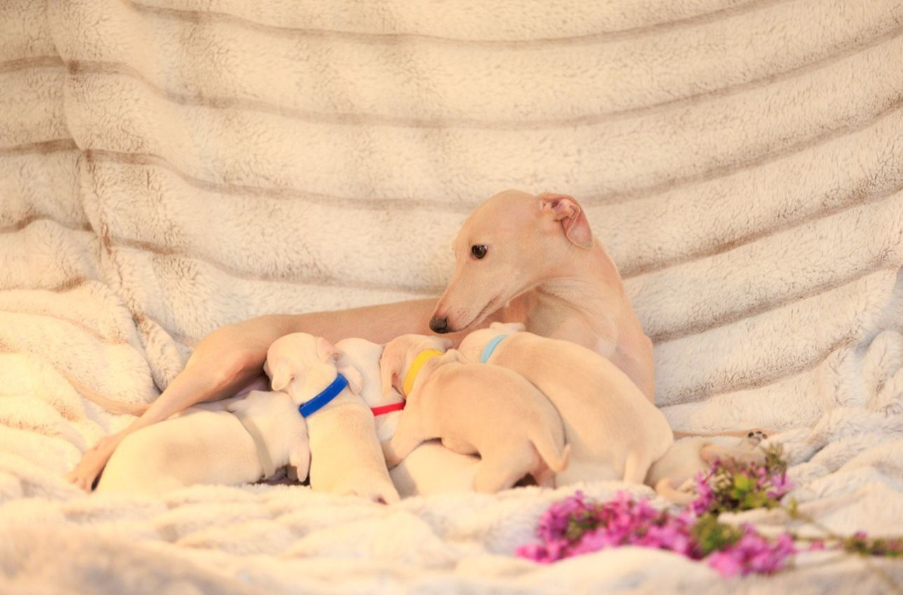 Jeremy & Jupiter. Профессиональный питомник левреток РКФ/FCI ASTI SAPPHIRE 💎 Сочи|Санкт-Петербург