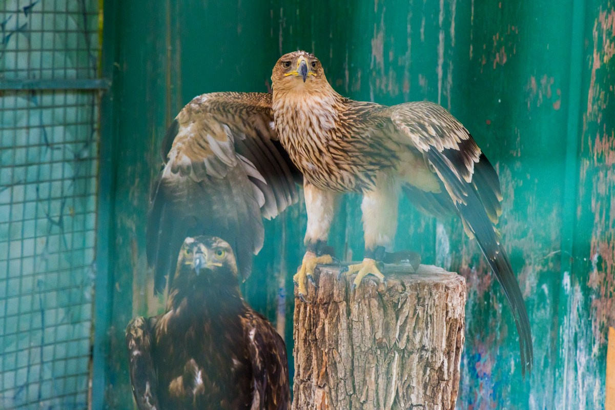 Птицы. Photomantis