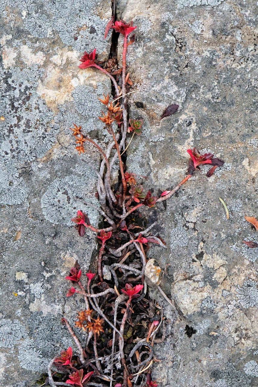 Алтай. Фотограф Евгений Андреев