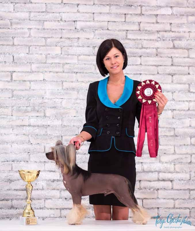 Нерону (Zlato Dinastii Neron) — 14 лет. Поздравляем тебя, наш знаменитый папа!. Питомник китайских хохлатых собак Poale Ell: купить щенка