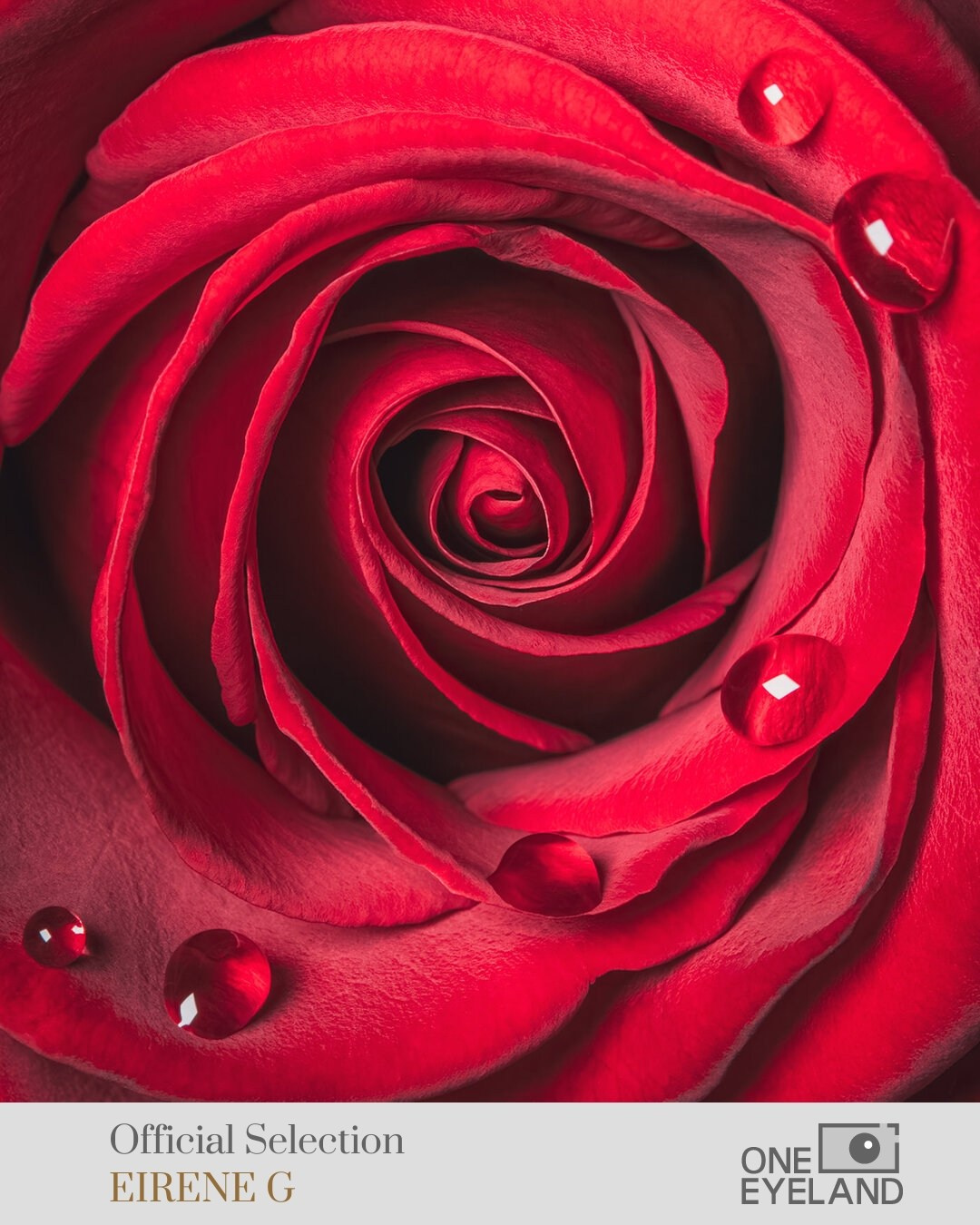 ONEEYELAND GALLERY. Eirene G |  Photoartist | Flowers from my garden