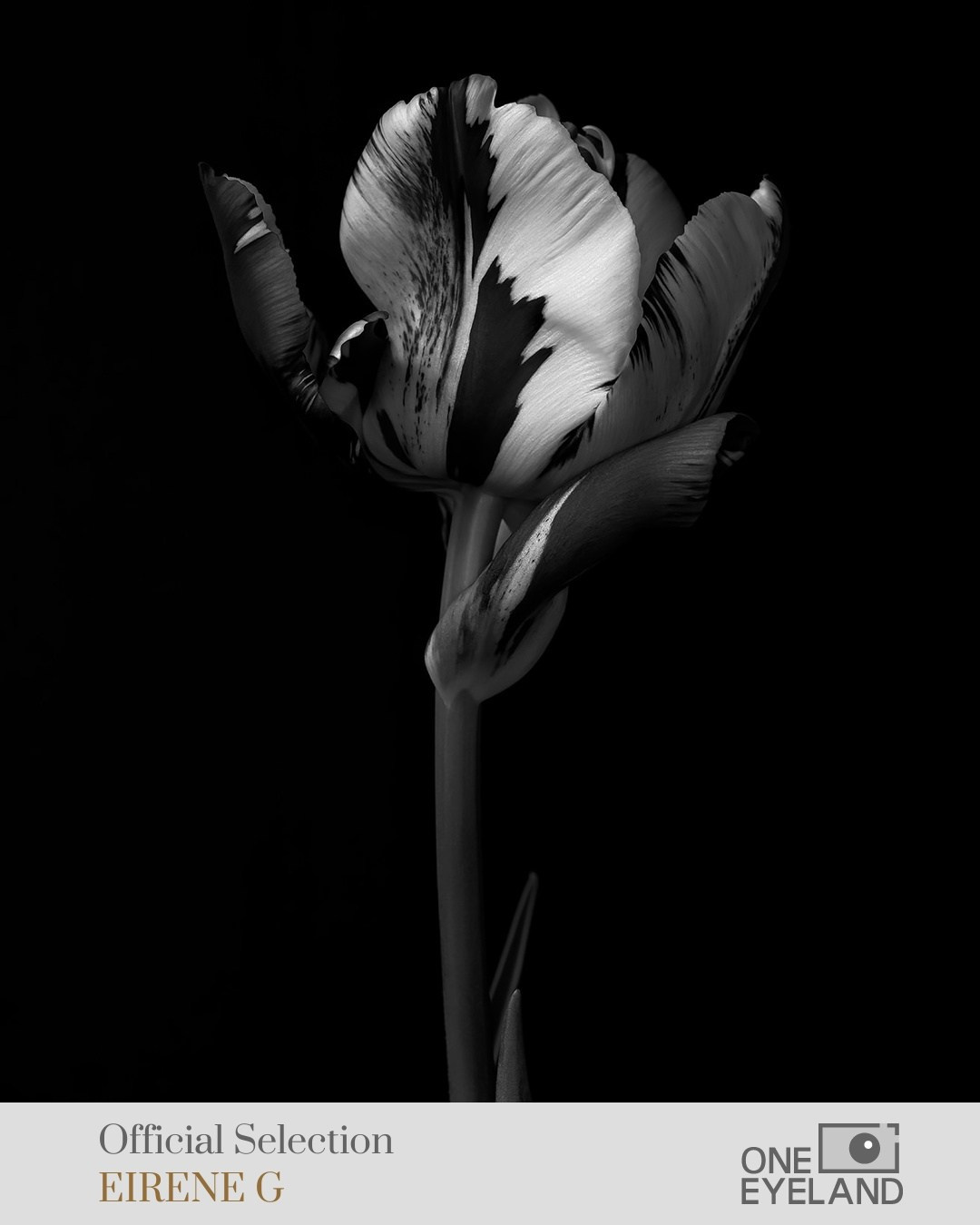 ONEEYELAND GALLERY. Eirene G |  Photoartist | Flowers from my garden