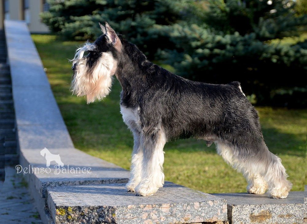 Арчи/Delinso Balance Archibald. Питомник цвергшнауцеров в Беларуси «Делинсо Бэлэнс»