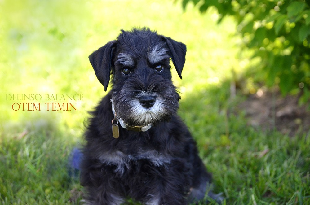 Крейг/Delinso Balance Otem Temin. Питомник цвергшнауцеров в Беларуси «Делинсо Бэлэнс»