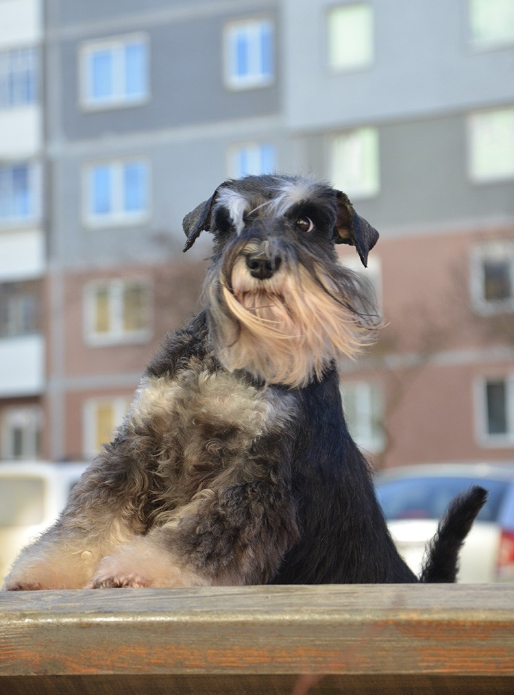 Питомник Делинсо Бэлэнс, щенки цвергшнауцера, купить щенка цвергшнауцера, питомник цвергшнауцеров, кобель цвергшнауцера для вязки, щенок цвергшнауцера, питомник цвергшнауцеров, черный с серебром, цверг, лучший питомник в беларуси
