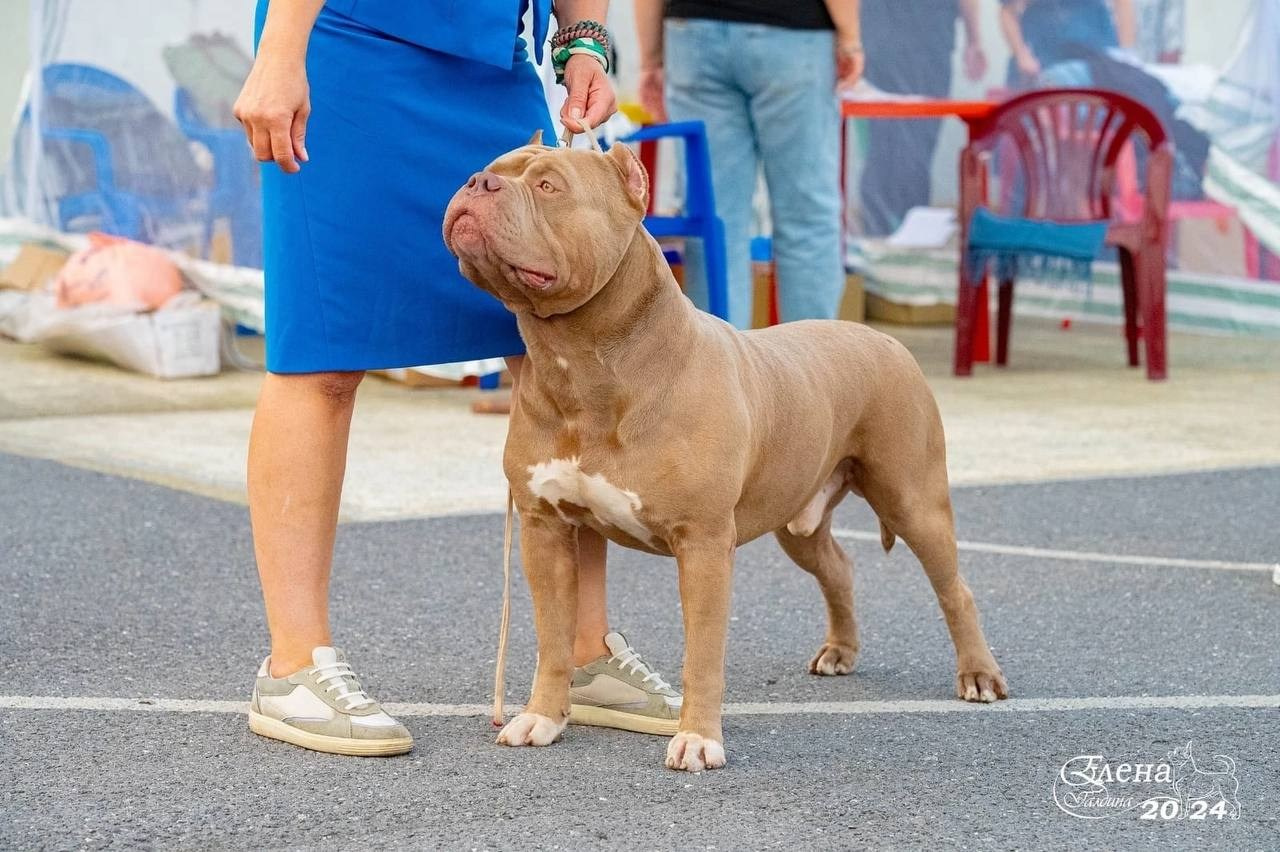 Участие в выставках. Американские булли XL в г. Калининград. Питомник Great Bully UNIVERSE