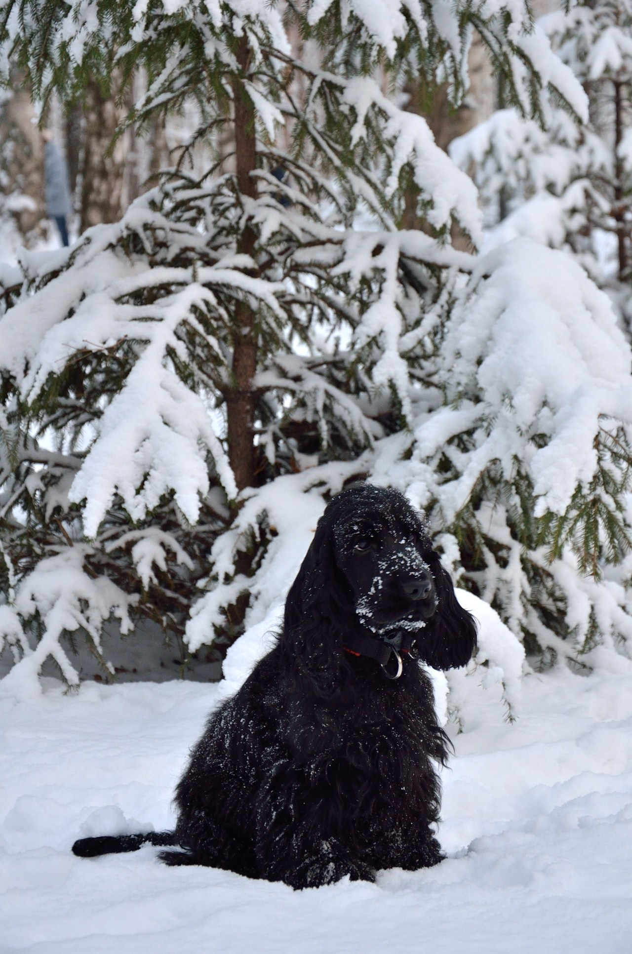 Луна и Пекка. Добро пожаловать на мой сайт, меня зовут Наталия, я фотограф