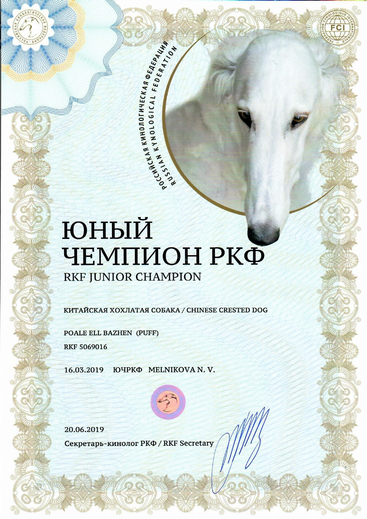 Poale Ell Bazhen. Chinese Crested Dog Kennel Poale Ell