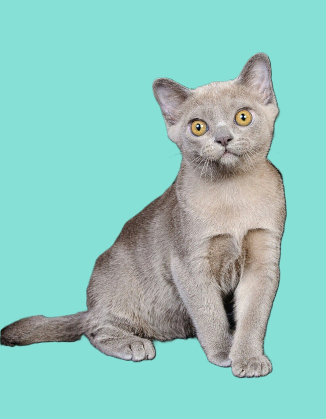 Котёнок американской бурмы. Las Burmas — питомник американской бурмы традиционных линий