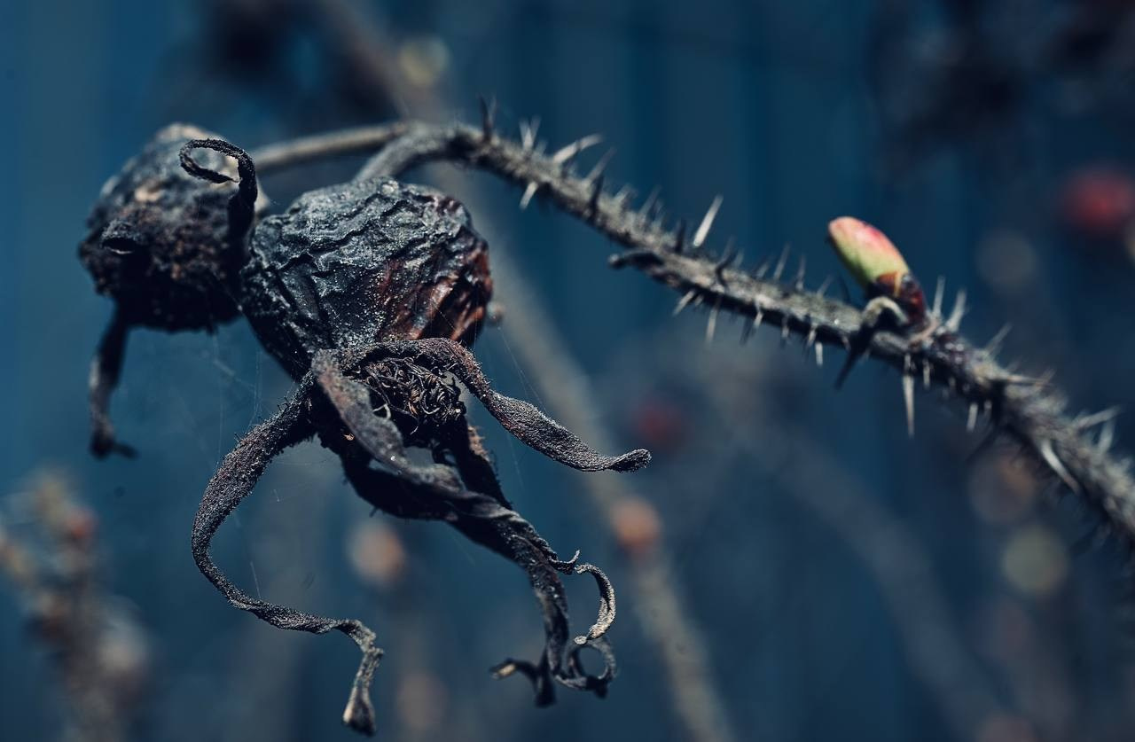 КРЫЛЬЯ творческая мастерская 25-26. Онлайн фотошкола просто о фото, фотограф, психолог фототерапия москва сочи анна ивкина