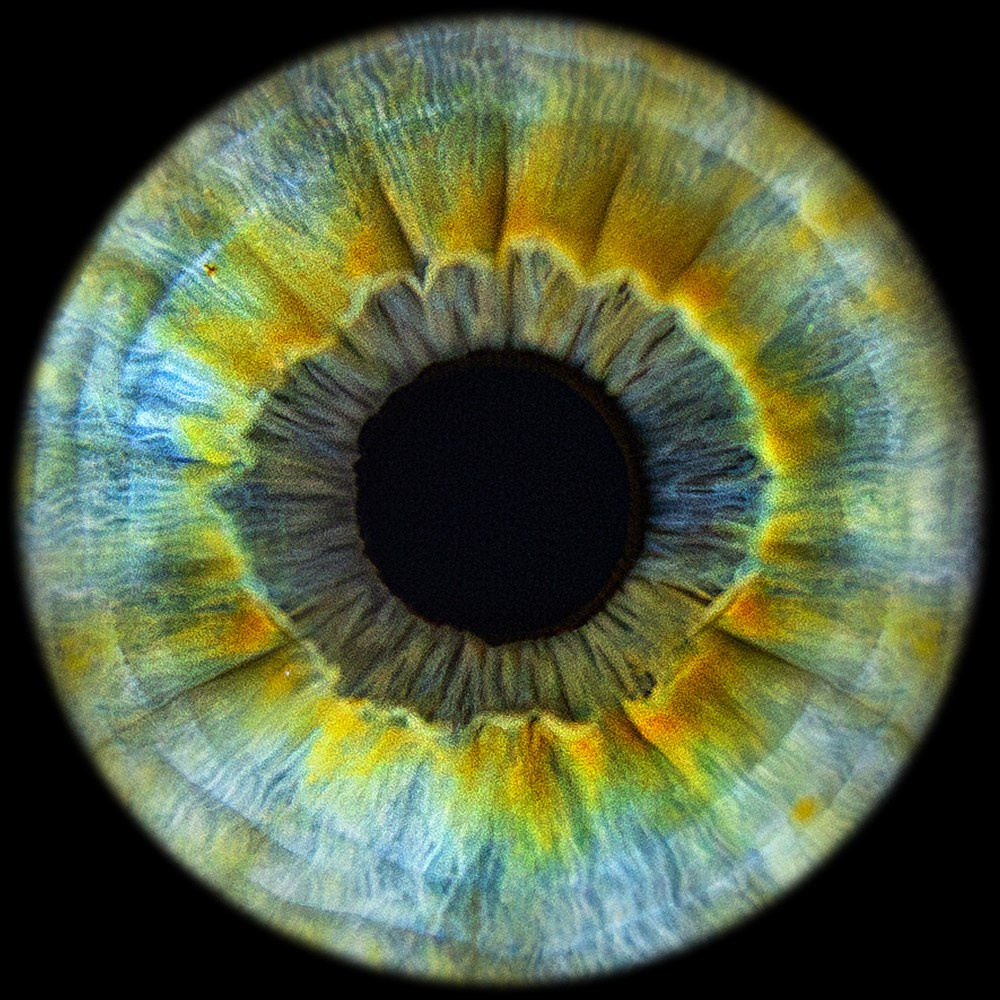 Радужка глаза — фотостудия. Фото радужки глаза LOOK IN