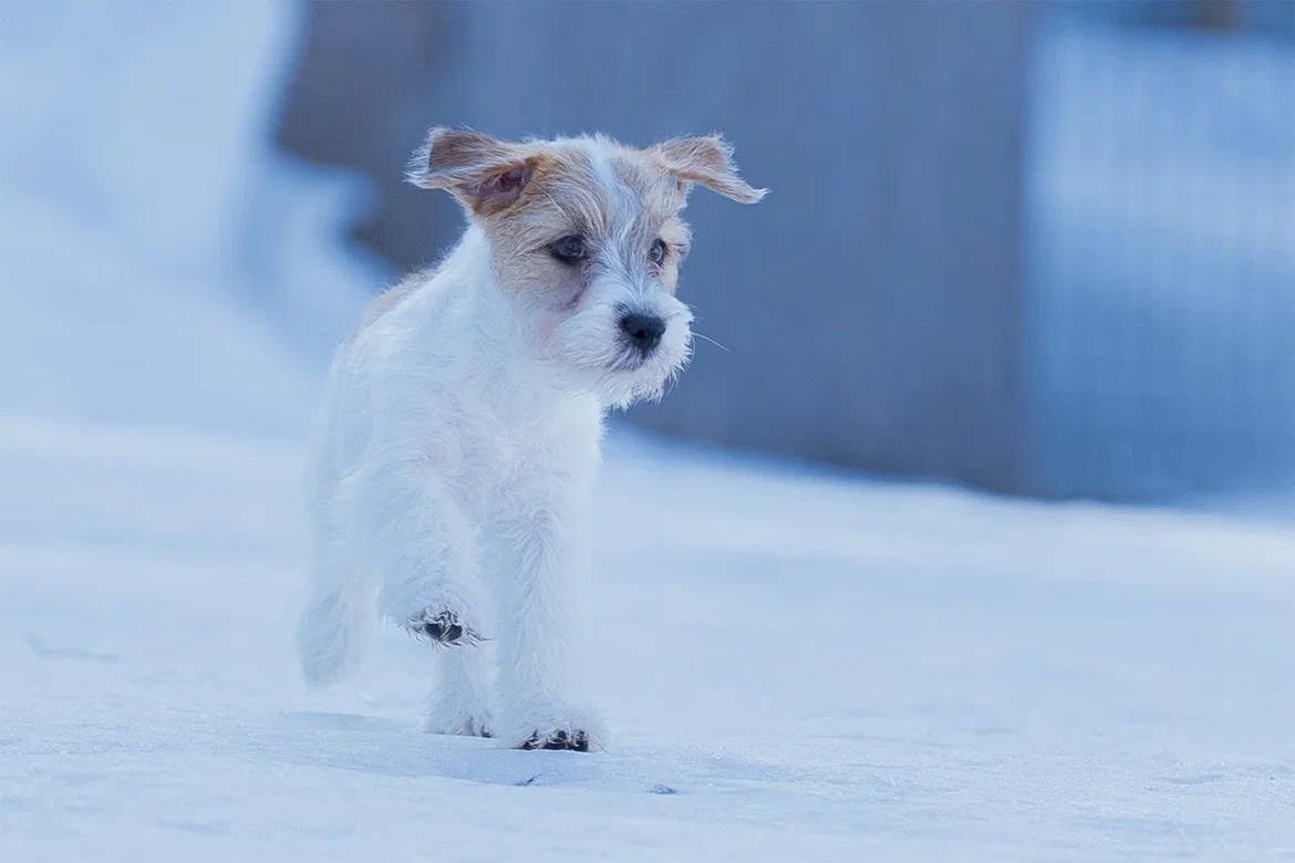 Сука 4. Lovely-Orange питомник джек рассел терьеров