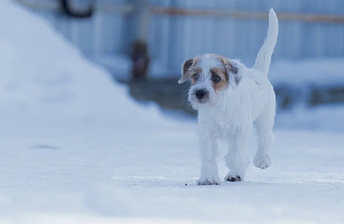 Сука 2. Lovely-Orange питомник джек рассел терьеров