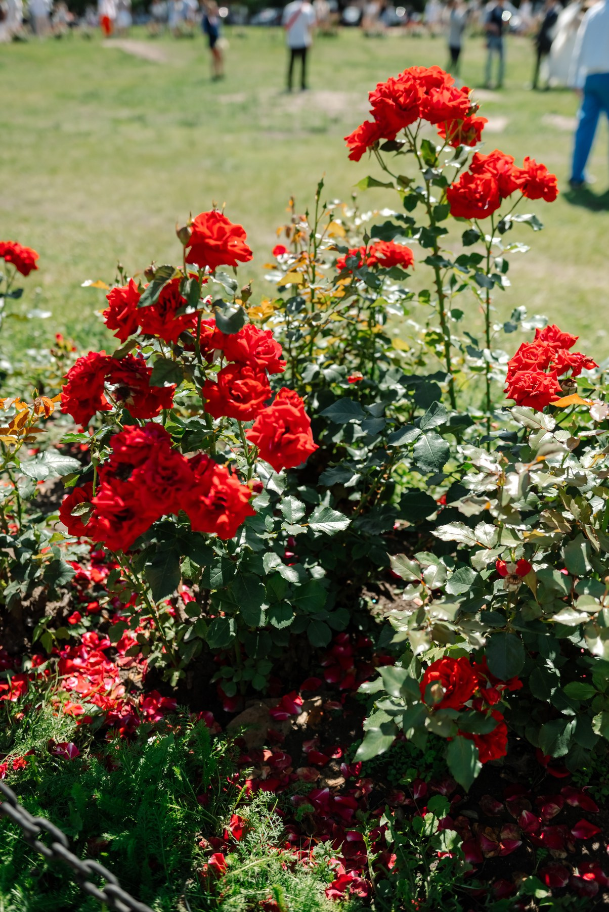 Исаакиевский собор. Свадебный и сеейный фотограф в Санкт-Петербурге Елена Худякова