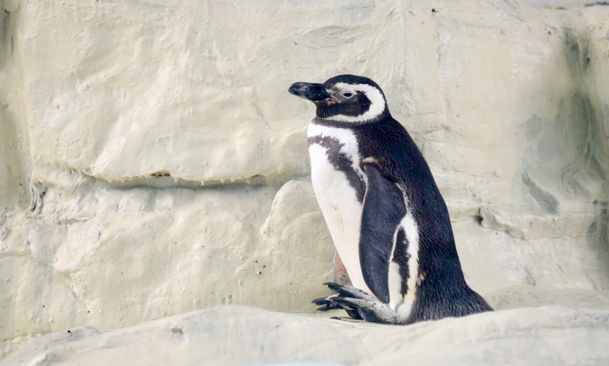 Пекин. Фотограф в Москве Виктория Назаренко