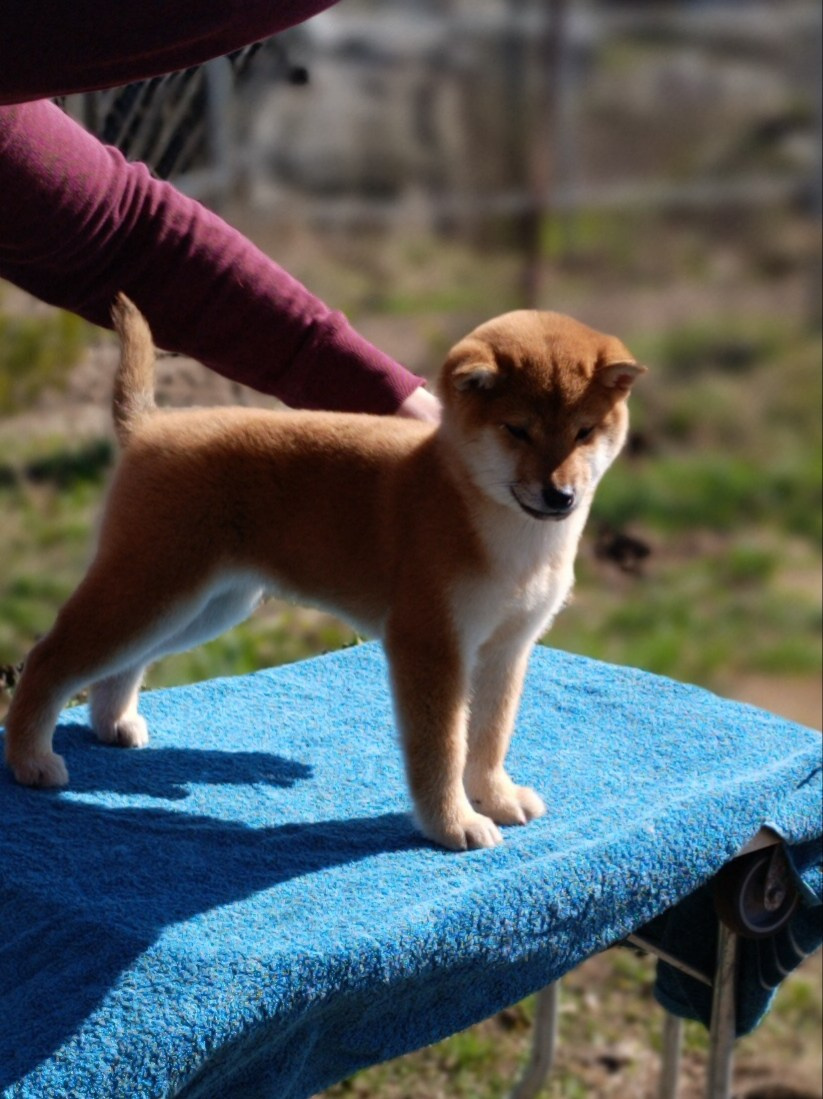 Сиба Rubylight Emma питомник Рубилайт 