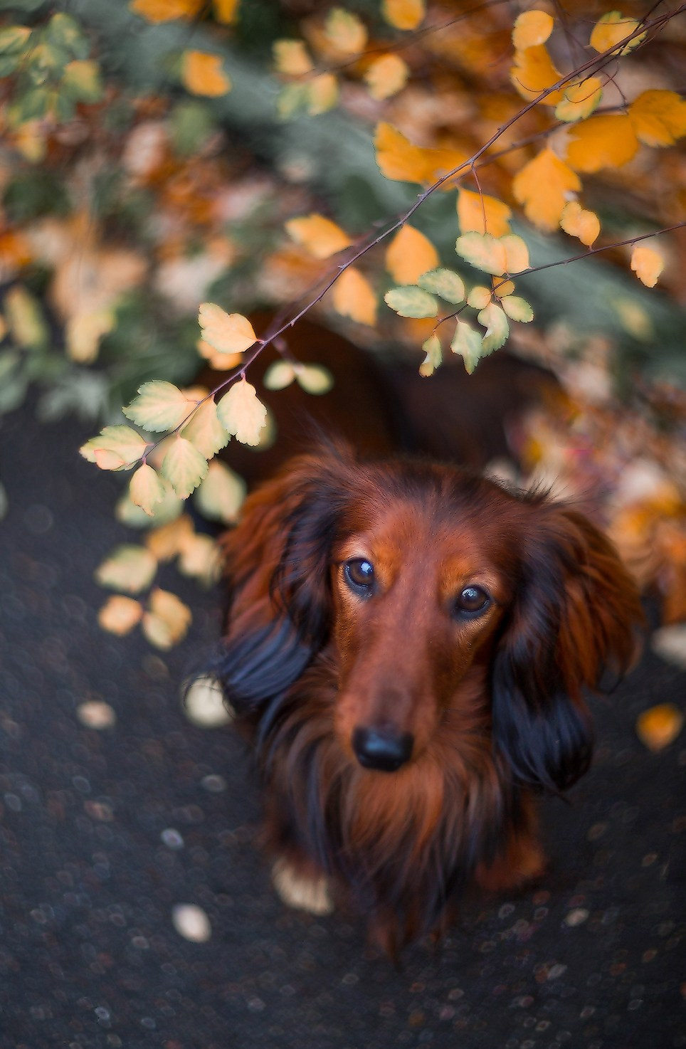 Осенний колорит. Репортажный фотограф Борис Геер