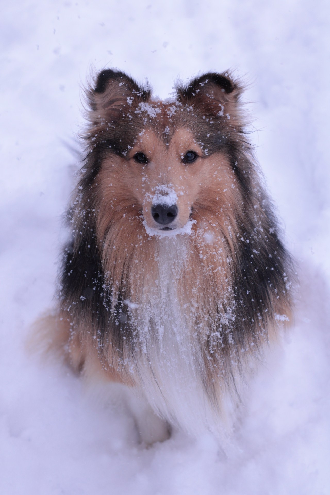 Арчи мой питомец шелти. Катя Попова|ЛайфСтайл фотограф
