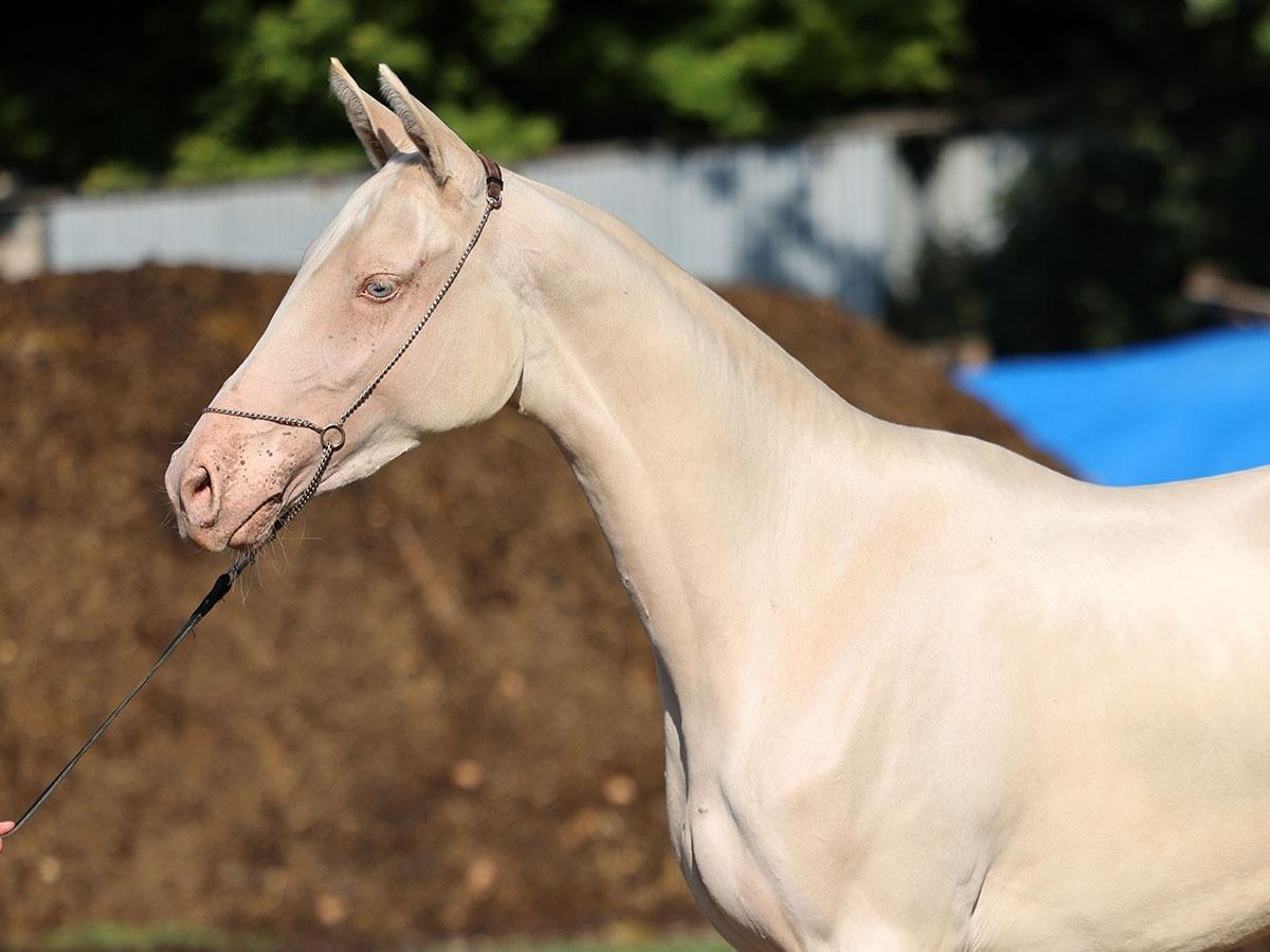 Огулай. Продажа ахалтекинских и полукровных лошадей