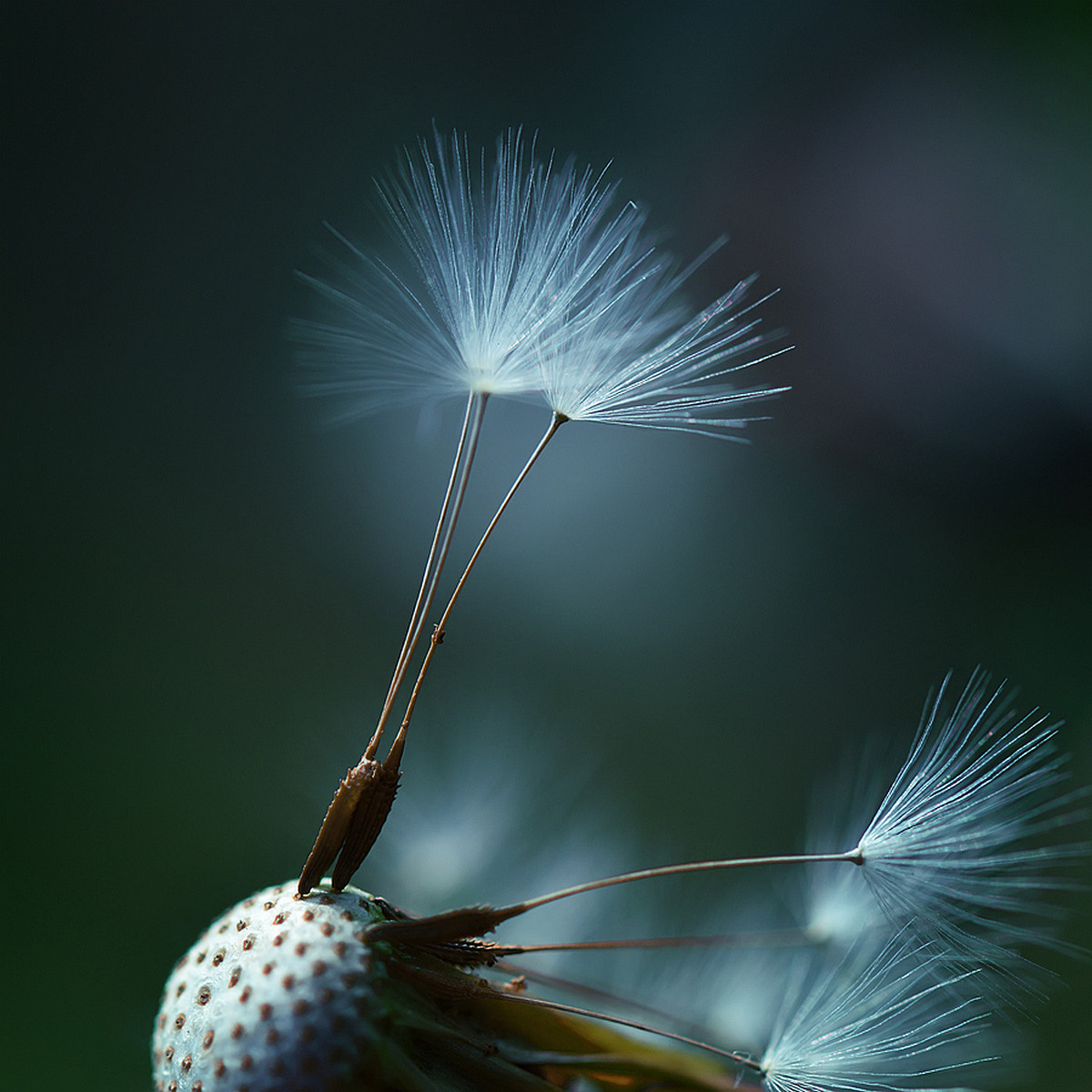 Макро съёмка