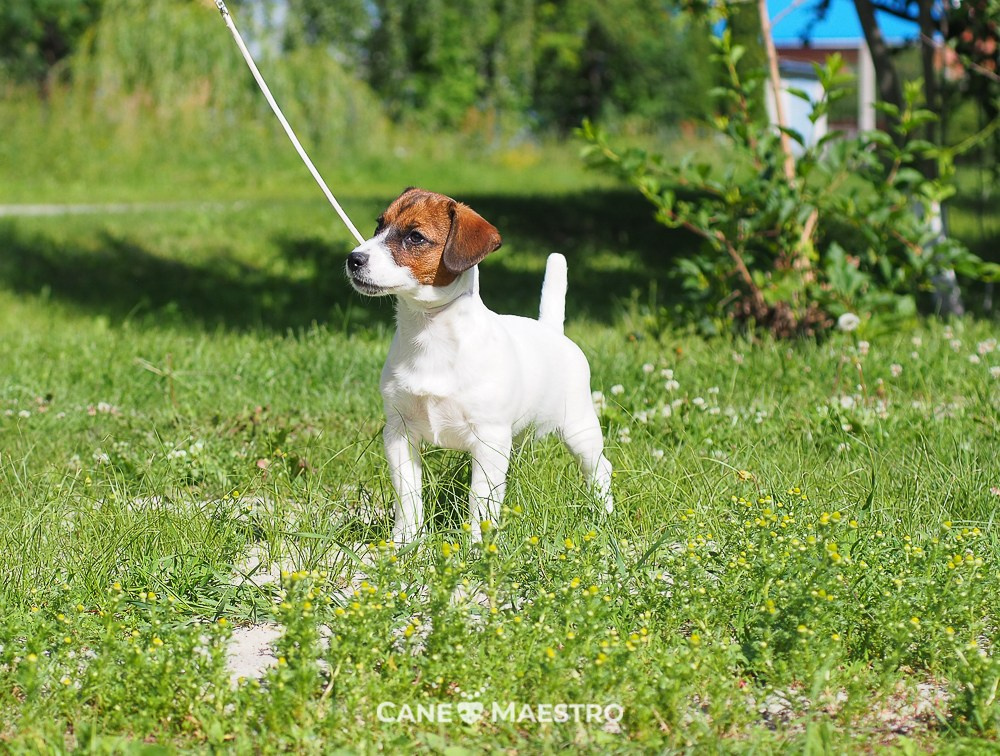 Щенок Джек-рассел-терьер. КМ ФЕЛИЧИТА. Гладкий тип шерсти. Девочка №2. КАНЕ МАЭСТРО — питомник Джек рассел терьеров