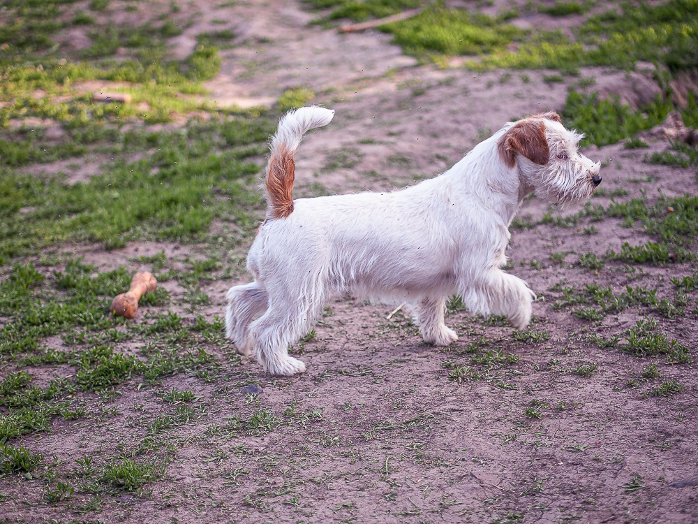 Жесткошерстная. Бело-рыжая Джек рассел терьер. КАНЕ МАЭСТРО СЕРЕБРО. КАНЕ МАЭСТРО — питомник Джек рассел терьеров
