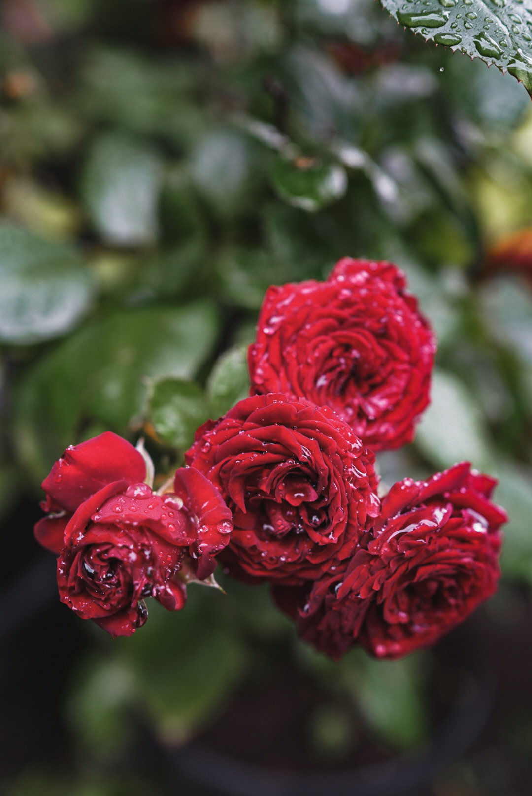 Вкусная еда, красивые натюрморты и природа. Предметный фотограф Санкт-Петербург