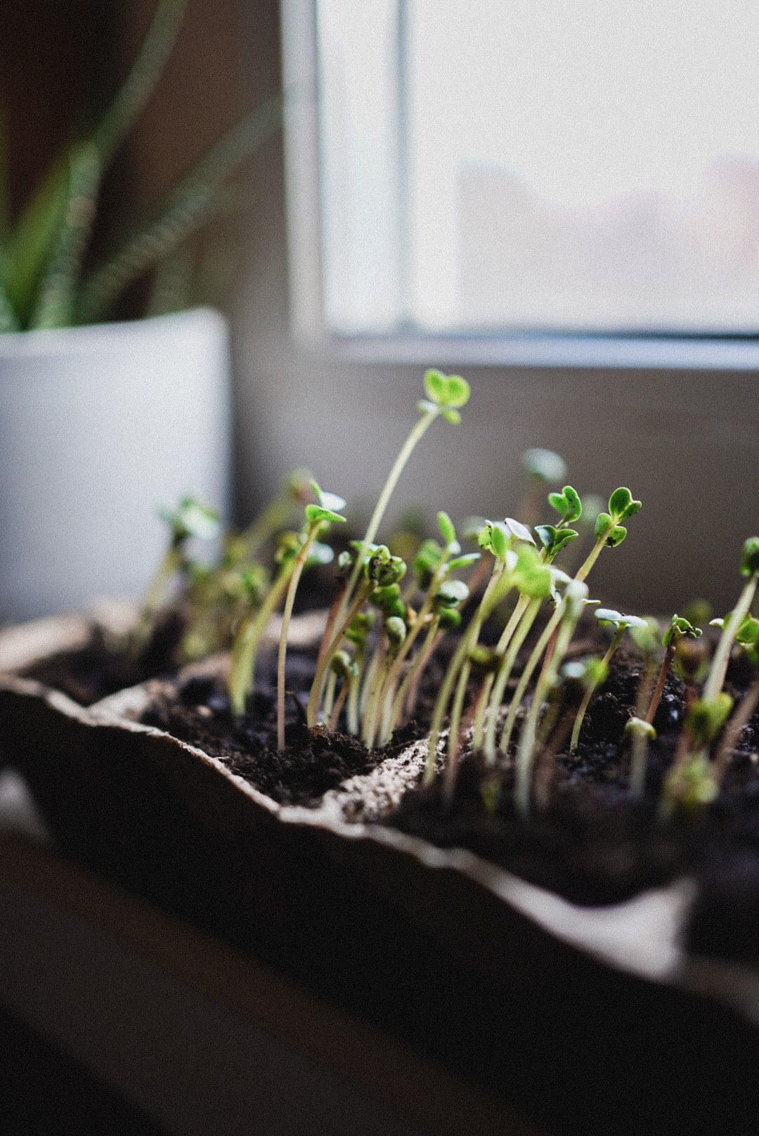 Вкусная еда, красивые натюрморты и природа. Предметный фотограф Санкт-Петербург