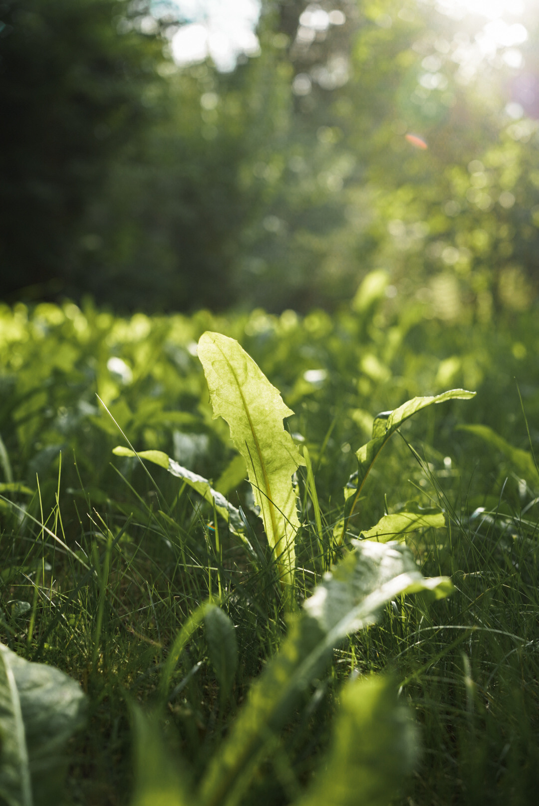 Вкусная еда, красивые натюрморты и природа. Предметный фотограф Санкт-Петербург
