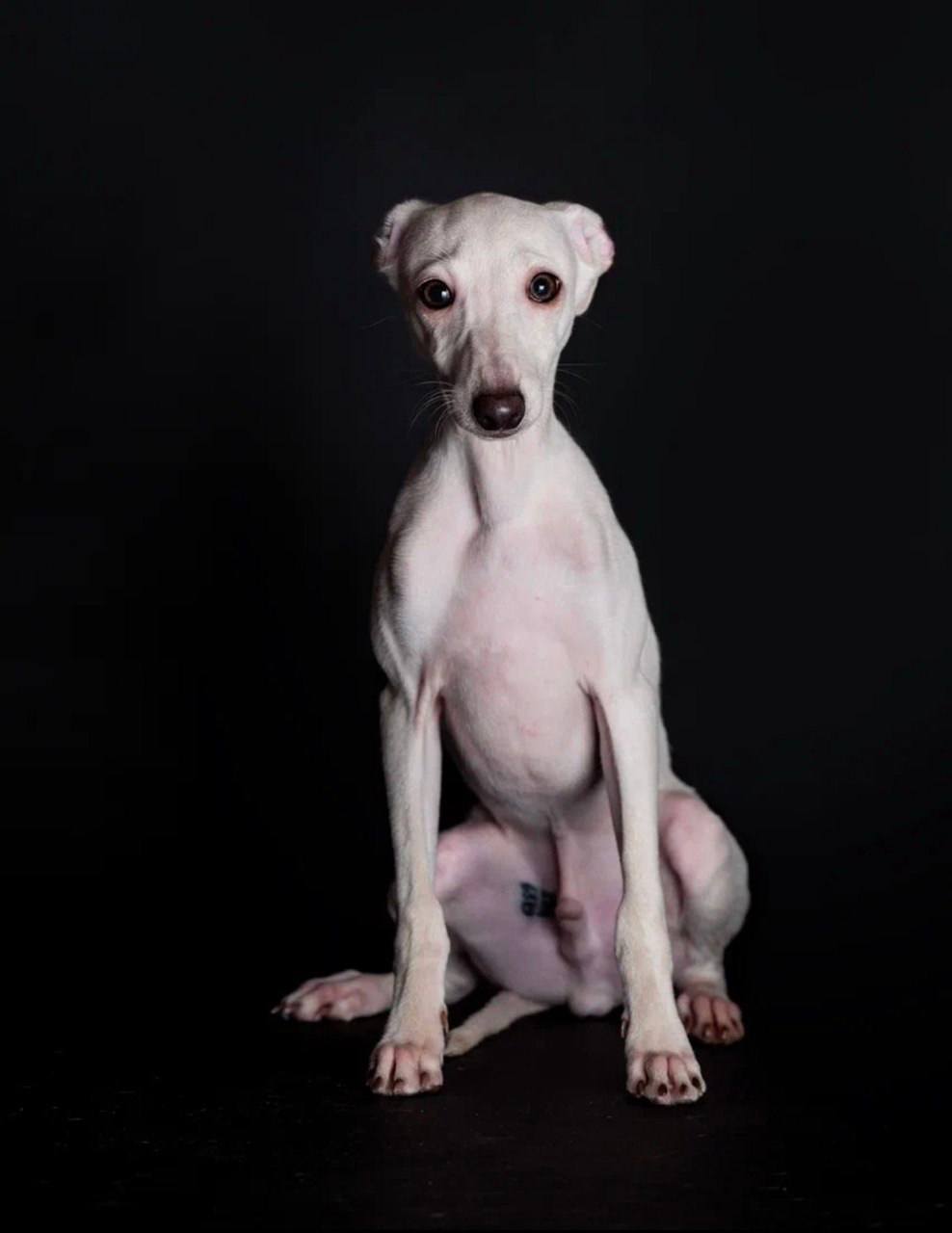 Jeremy & Jupiter. Профессиональный питомник левреток РКФ/FCI ASTI SAPPHIRE 💎 Сочи|Санкт-Петербург