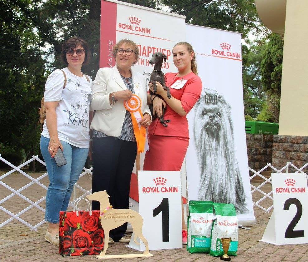 Организация монопородной выставки. Профессиональный питомник левреток РКФ/FCI ASTI SAPPHIRE 💎 Сочи|Санкт-Петербург