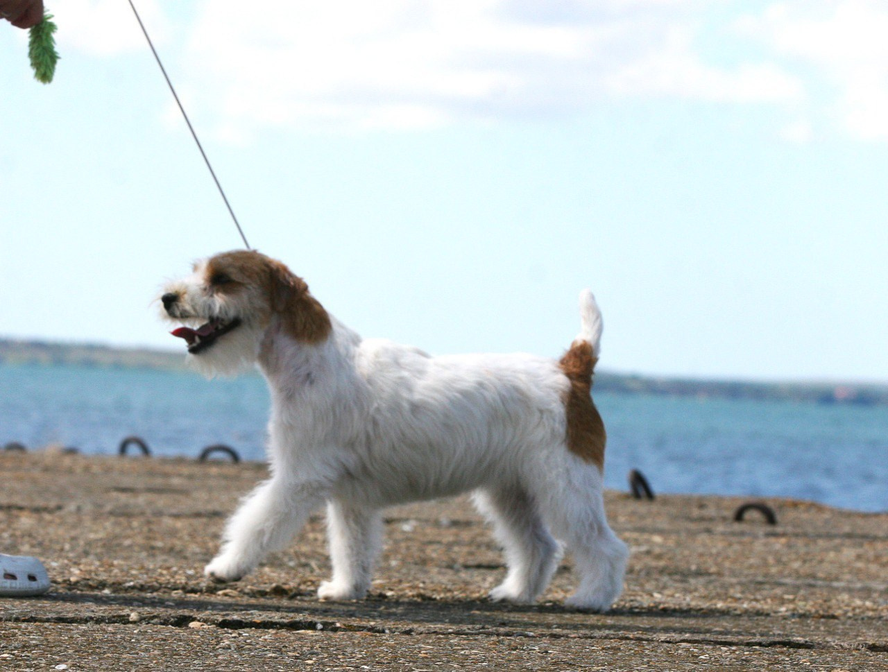 Lovely-Orange Colambina. Lovely-Orange питомник джек рассел терьеров