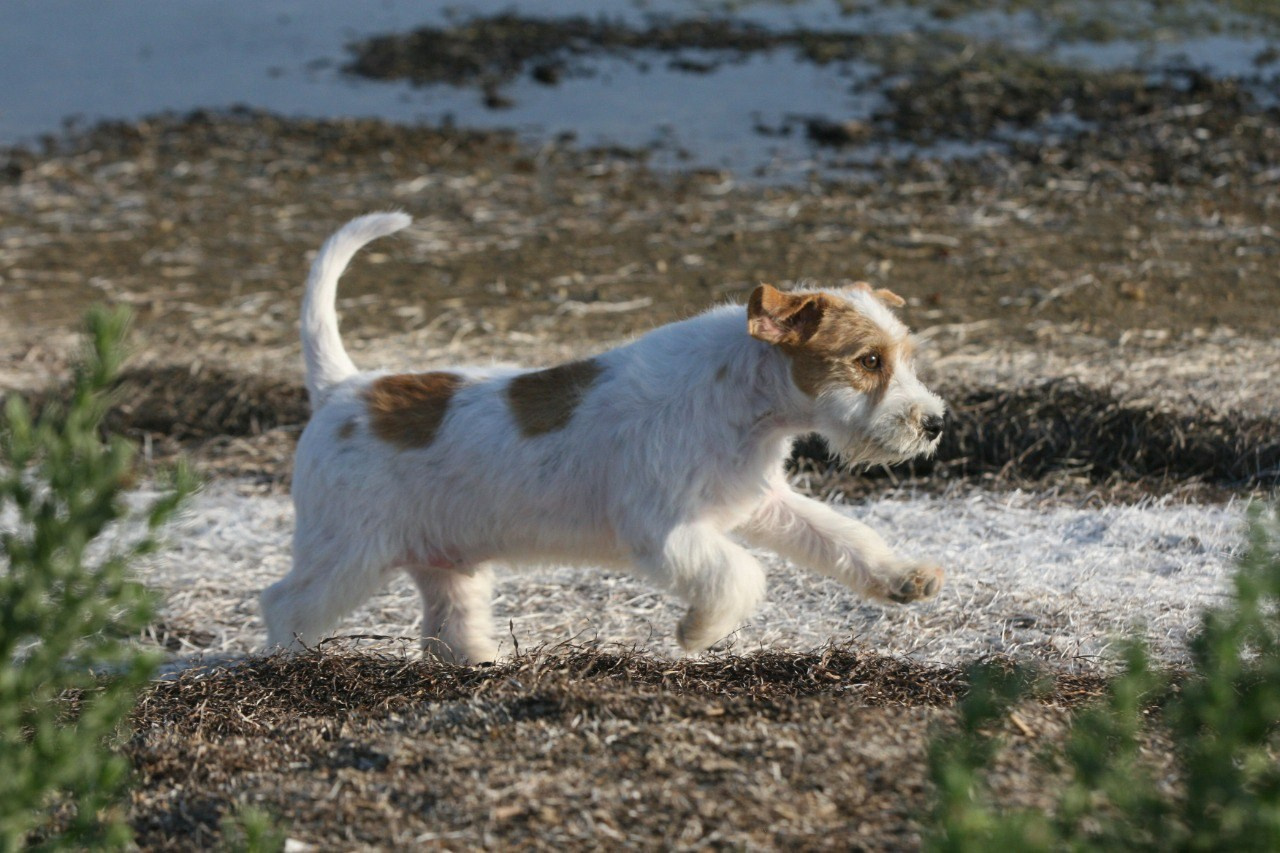 Жизнь питомника. Lovely-Orange питомник джек рассел терьеров