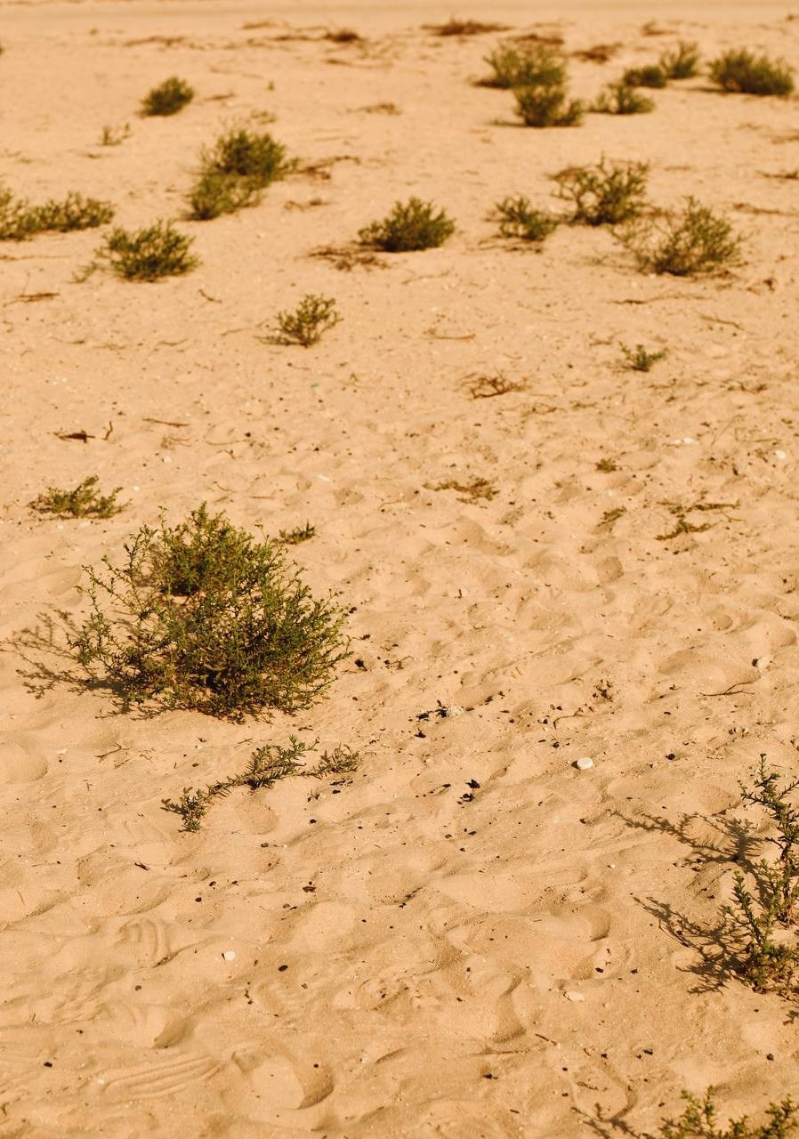 Эль-Джубайль. СА. 2025. Фотограф Михаил Олейник